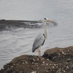 早朝の海苔メジナ狙い、厳しかった。