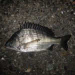 半夜釣行、カイズとチンチン、あとはヒガンフグの猛攻。