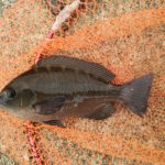 久しぶりの夕マズメ釣行、海苔メジナは出たが黒鯛は不発。