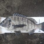 久しぶりの渚釣り、開始早々43cmゲット。