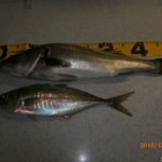 サイズはともかく何とか釣果!