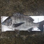 条件悪かったが、何とか1枚ゲット。