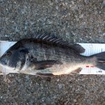 渚釣りで年無し黒鯛ゲット!!