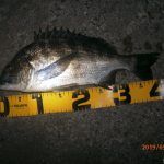 半夜釣り、ギリ40㎝