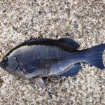 急遽、連荘で海苔メジナ狙い、やっぱり厳しい。