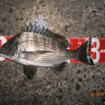 潮、動かず苦戦の末のカイズ!