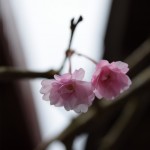 20150328_sakura