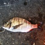 気温も水温も高く、海の中は秋のよう。