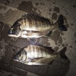 半夜釣行、複数枚はゲット出来たけど食いは浅い・渋かった。
