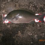 新竿にメジナの魂を宿す!