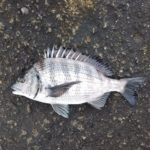 食い渋りでバラシ、やっと掛かったのはカイズ。