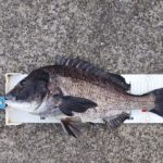 超浅場の際狙いで48cmゲット。