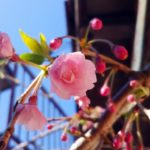 桜咲き始め・体調やや悪い。