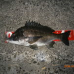風強く、釣りにくい中、やっと!