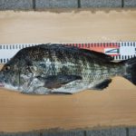 超パワフルな夏クロダイをゲット。