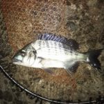早朝釣行、カイズとバラシ。