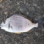 釣り納めはチンチンと戯れる。