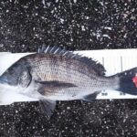 渚釣り、フグの中から40cmゲット。