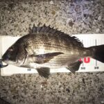 浅場で後半夜釣行、やっと複数枚+バラシ1。
