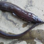 渚釣りを再開、気配は出なかった。