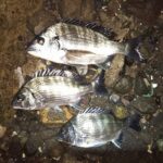半夜釣行、暗くてもフグが消える。
