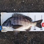 渚釣り、カイズ2枚ゲット。