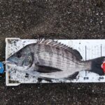 渚釣り、生サナギダンゴで初めてゲット。