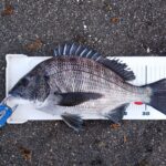 久しぶりの渚釣り、エビダンゴで37cmゲット。